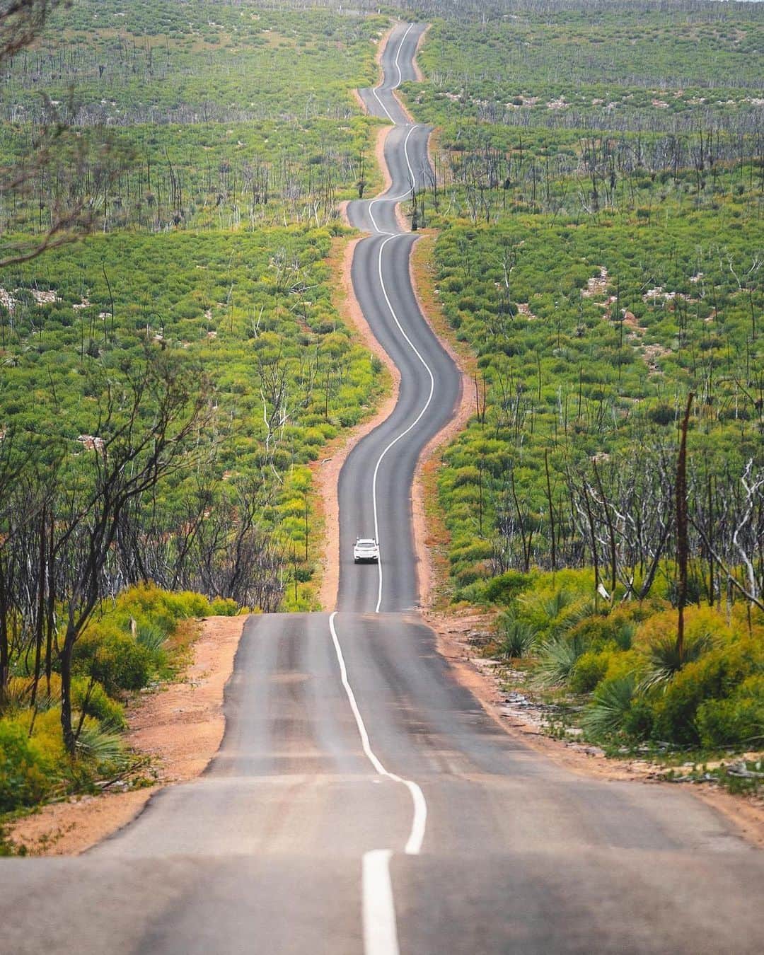 Canon Photographyさんのインスタグラム写真 - (Canon PhotographyInstagram)「The road to recovery! Kangaroo island a year after the fires. Photography | @liam.pixels  Curated @ianharper」2月18日 21時22分 - cpcollectives