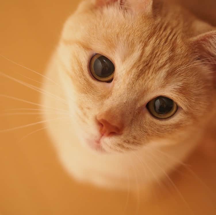 ruiruiのインスタグラム：「見つめる福ちゃん（2016/05/15） . . 福はこんな感じでいつも飼い主達を見つめていました。 . . . #生前の福ちゃん #福ちゃんはお星様になりました #猫 #ねこ #にゃんこ #茶トラ #保護猫 #cat #cats #ilovecats #ilovemycat #instacat #Instagramcats #bestcats_oftheworld」