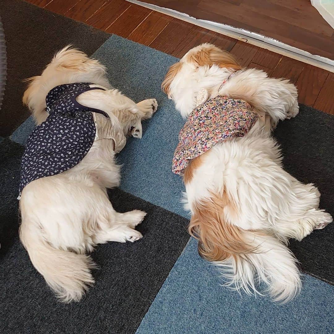 Kukkaのインスタグラム：「💯」