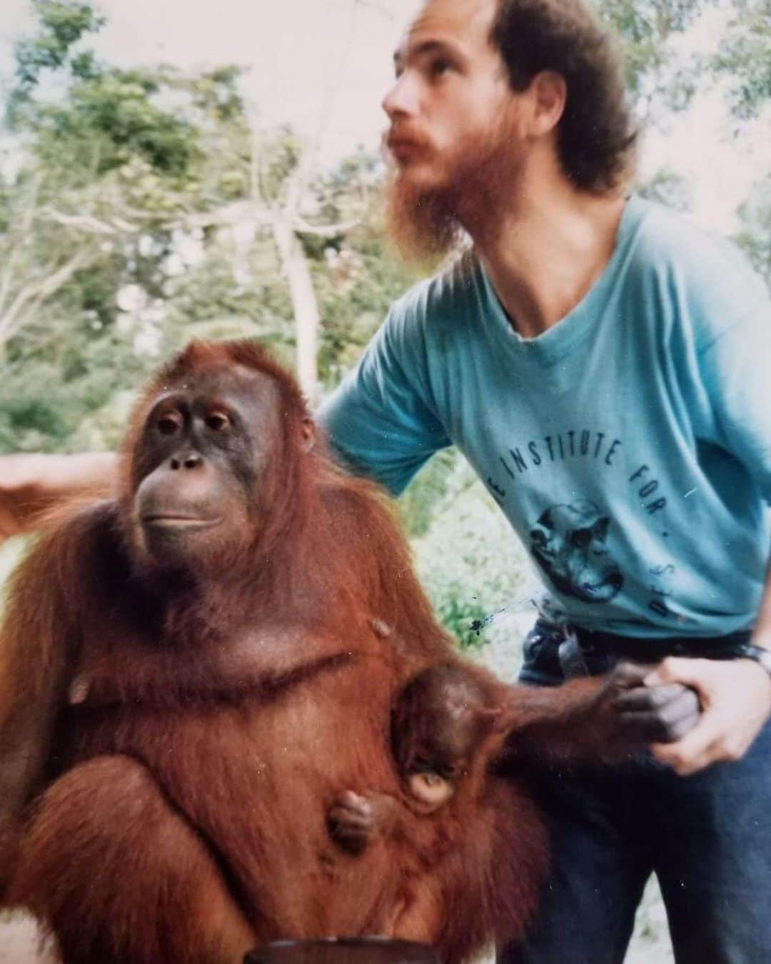 OFI Australiaのインスタグラム：「The most beautiful photo of Queen and matriach of Camp Leakey .... orangutan Siswi as a tiny baby! 🧡 This photo is 41 years old! Orangutan conservationist Gary Shapiro with Siswi's mother, Siswoyo, and her first child, Siswi. 🥰  #saveorangutans #siswi #campleakey #ofi ______________________________ 🦧 OFIA President: Kobe Steele kobe@ofiaustralia.com | OFIA Patron: Dr Birute Galdikas @drbirute @orangutanfoundationintl @orangutan.canada www.orangutanfoundation.org.au 🦧 🧡 🦧」