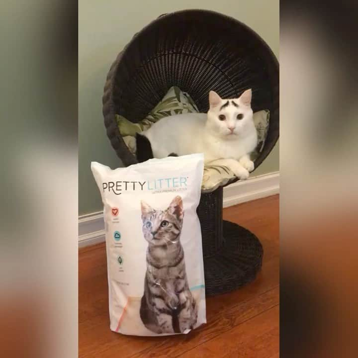 Samのインスタグラム：「#ad Sam has a lot of energy and loves to play and like all cats, he’s a master of disguise when it comes to his health. @prettylitter has given us peace of mind when Sam isn’t able to communicate that something is wrong. We also love that it’s easy to pour, lightweight, doesn’t get stuck in his toe floof, the crystals trap odor and it’s literally pretty! If you want to try Pretty Litter for yourself, use code EYEBROWS20 for 20% off. #prettylitter #catsofinstagram #cats #catlover #catcare #kittylitter  prettylitter.com/samhaseyebrows 🎵: www.bensound.com」