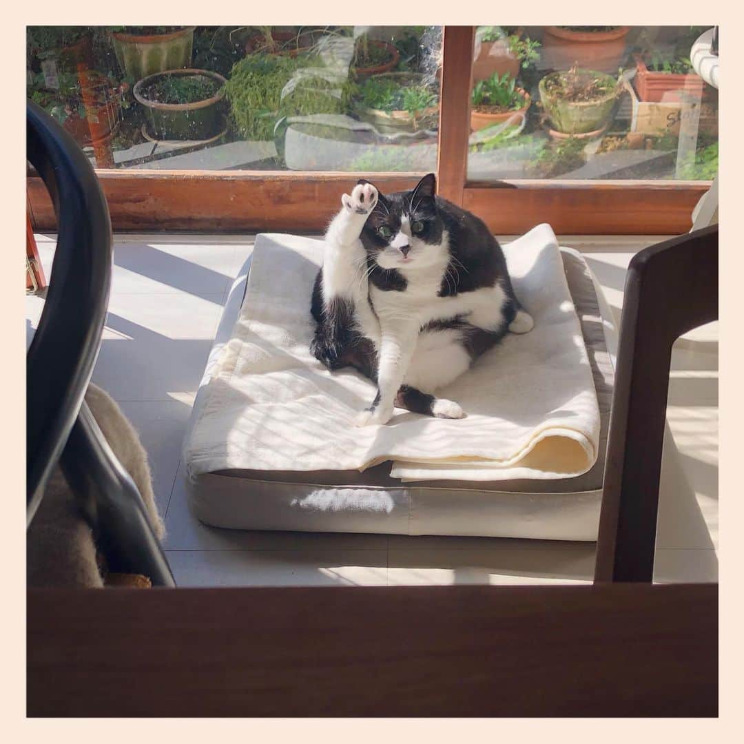 パンといっぴきのインスタグラム：「#元保護猫 #ハチワレ #白黒猫 #blackandwhitecat #tuxedocat」