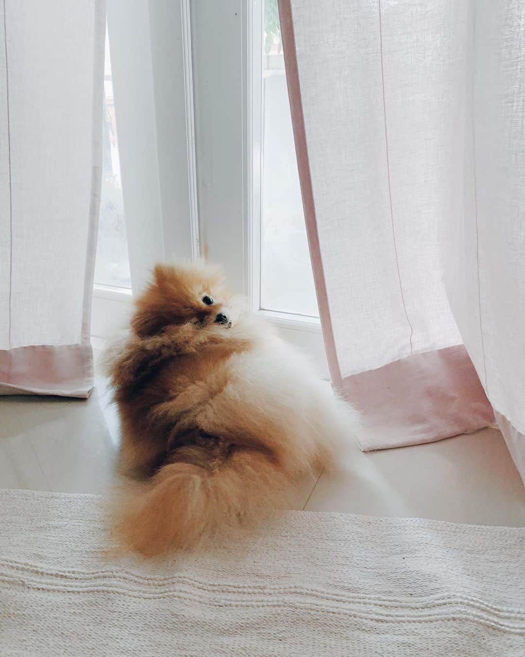 r_oseのインスタグラム：「Yesterday morning, i found that she had hard time breathing so I rushed to the vet. They urgently put her in a concentrated oxygen unit for awhile. But her condition remain unchanged. The x-ray showed the right side of the lung is filled with fluids. And the vet diagnosed pneumonia. Therefore; after she looks stable, the vet gave her a shot of antibiotic and steroid, and hour later, she lied down with blood out of her nose. This is how the vet knew that all those fluids that filled up the lung are bloods. The vet gave her ventilation just to buy time. What have to go must go. Today, at 11:50 she just gone.... gone forever..... it’s too much for this little body to carry on. I love you very much, my  Casey. You’ll forever miss. You’re the best part of my life and I hope I could be your best too.... love......🖤🖤🖤〰️」
