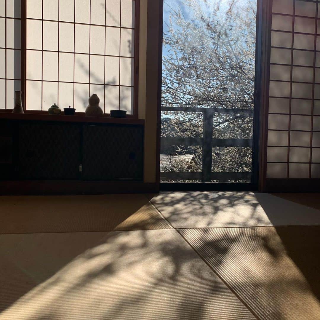 クリス智子さんのインスタグラム写真 - (クリス智子Instagram)「おはようございます。  梅の木、花が咲くと、 一段と影も大きくなって、 面白いのです。」2月19日 8時58分 - chris_tomoko