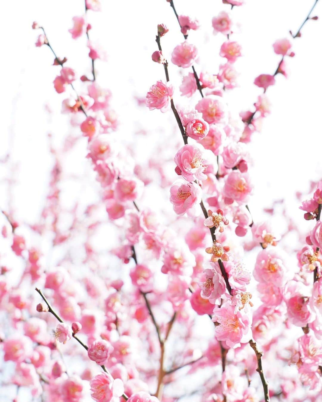 masayaのインスタグラム：「Plum blossoms  アップ目の梅の花の撮影で心がけていることは、黒く目立つ枝をいかに画角から排除するかということです。」