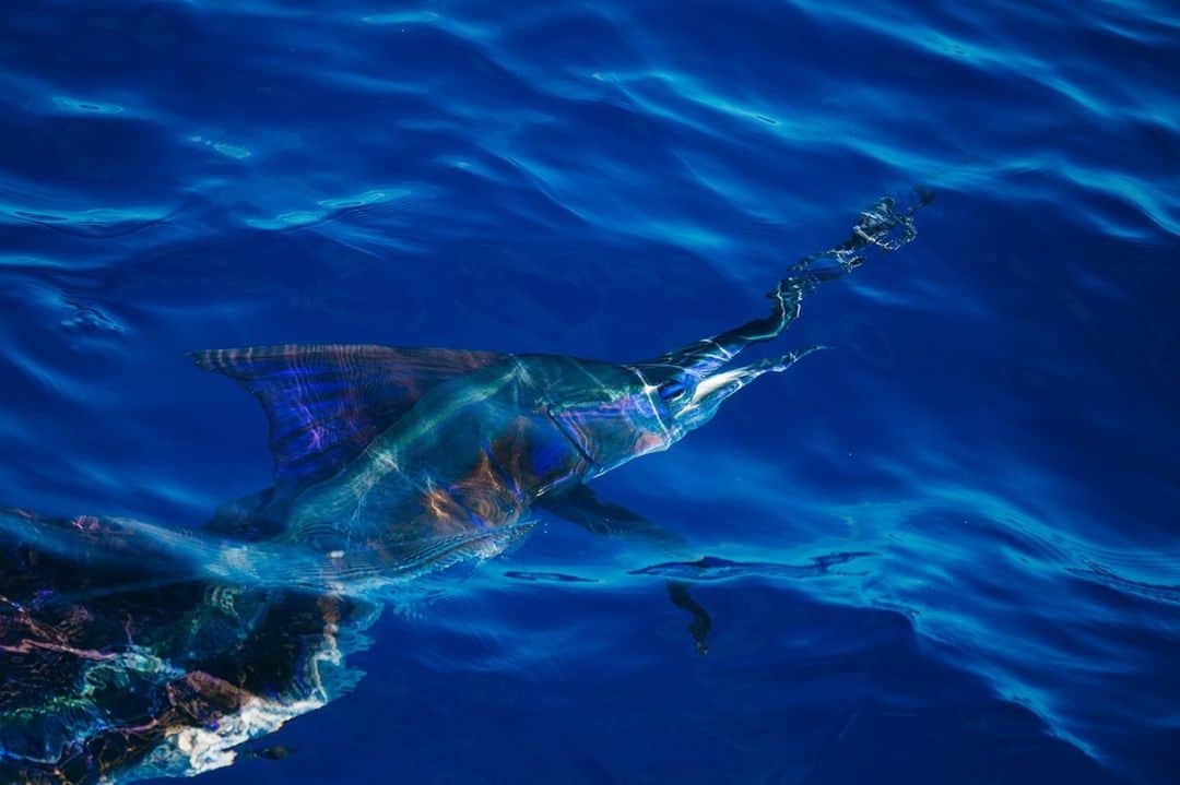 Costa Sunglassesのインスタグラム：「Grand slam...  Catch @drostsportfishpics and @maverickcostarica in today's Instagram Stories. Follow along at https://bit.ly/37rfQx0. #SeeWhatsOutThere 📷: @austincoit」
