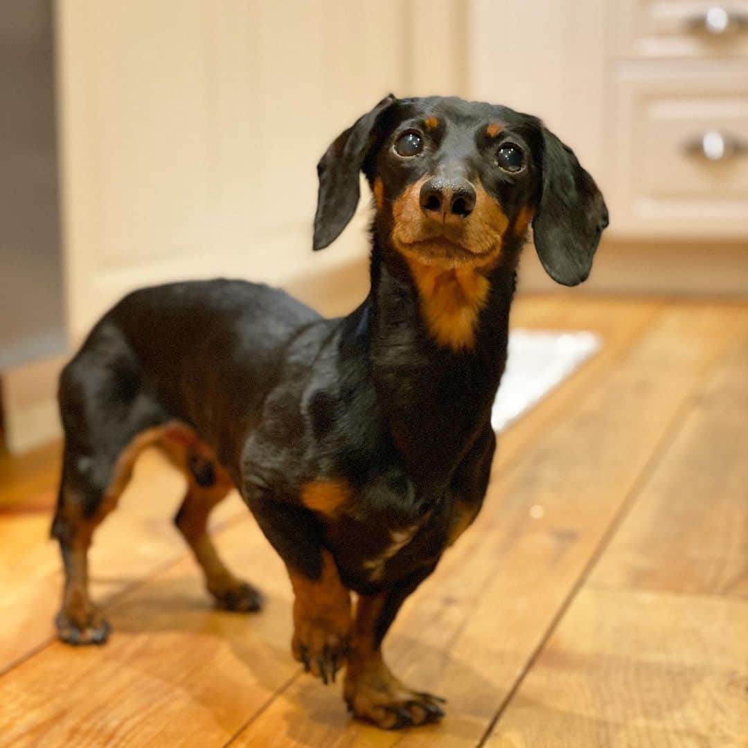 Crusoe the Celebrity Dachshundのインスタグラム：「“I smile at dinner time! 🙂” ~ Crusoe」