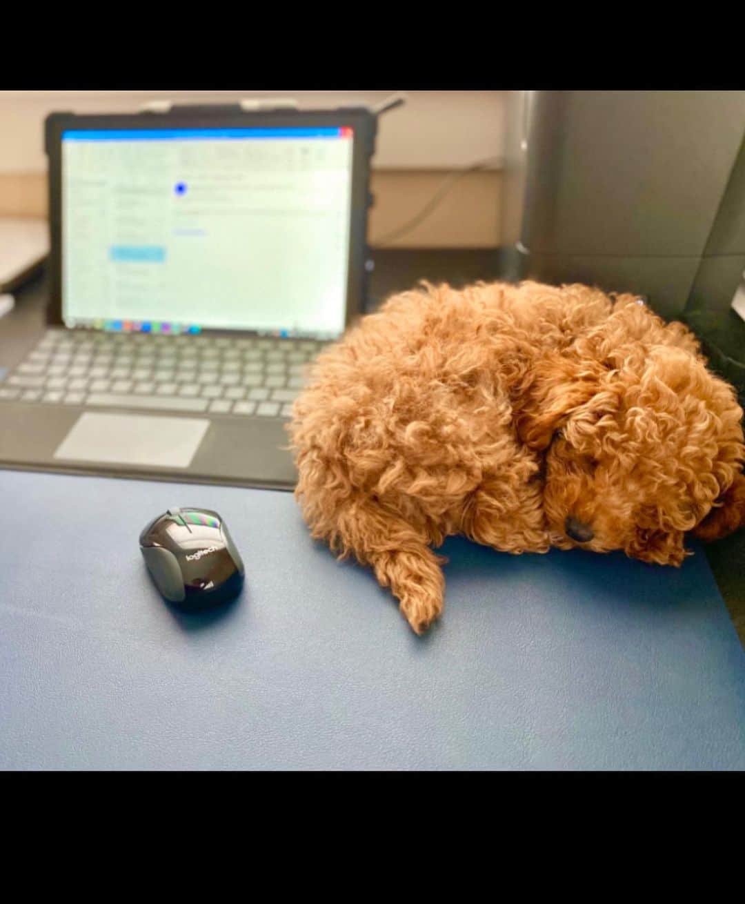 DogsOf Instagramさんのインスタグラム写真 - (DogsOf InstagramInstagram)「When you’re on your 12th zoom call of the day 🙃   Swipe ➡️ for our roundup of awesome doggos working hard (or hardly working?) from home! Thanks to everyone who submitted!   📸: @overlyattachededdi  📸: @_echothegolden  📸: @spitz.tan  📸: @sky_thedanishbroholmer  📸: @paisley_the_englishgolden  📸: @ashley.kindley  📸: @smileyriley_nalagram  📸: @pangpangthepug  📸: @milo_meetsw0rld  📸: @kitch_city   #dogsofinstagram #dogsworkingfromhome #dogsWFH #hardatworkorhardlyworking #zoomlife」2月19日 8時08分 - dogsofinstagram