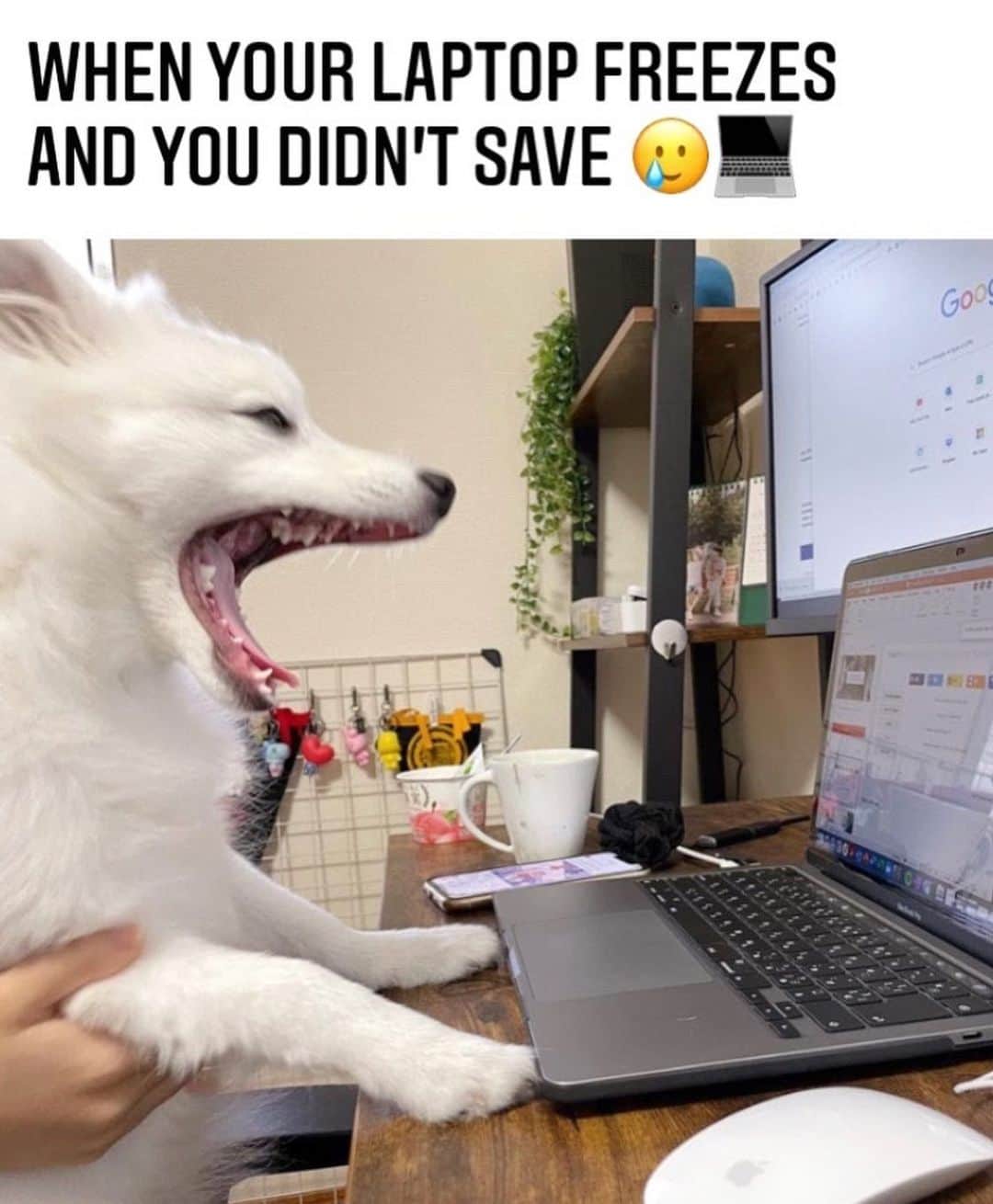 DogsOf Instagramさんのインスタグラム写真 - (DogsOf InstagramInstagram)「When you’re on your 12th zoom call of the day 🙃   Swipe ➡️ for our roundup of awesome doggos working hard (or hardly working?) from home! Thanks to everyone who submitted!   📸: @overlyattachededdi  📸: @_echothegolden  📸: @spitz.tan  📸: @sky_thedanishbroholmer  📸: @paisley_the_englishgolden  📸: @ashley.kindley  📸: @smileyriley_nalagram  📸: @pangpangthepug  📸: @milo_meetsw0rld  📸: @kitch_city   #dogsofinstagram #dogsworkingfromhome #dogsWFH #hardatworkorhardlyworking #zoomlife」2月19日 8時08分 - dogsofinstagram