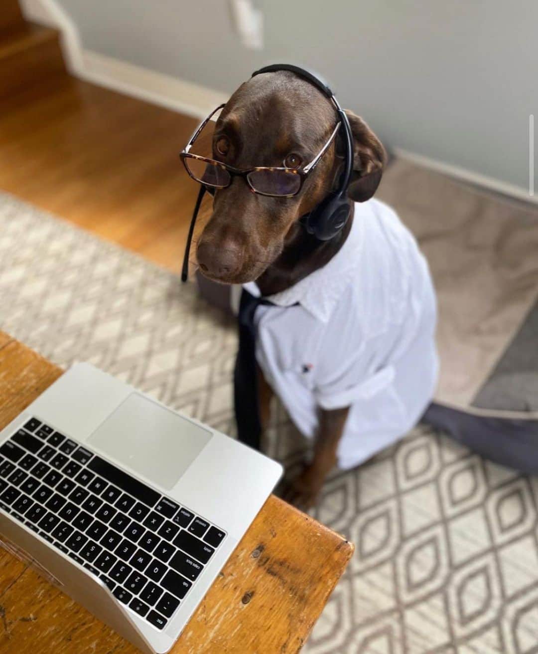 DogsOf Instagramのインスタグラム：「When you’re on your 12th zoom call of the day 🙃   Swipe ➡️ for our roundup of awesome doggos working hard (or hardly working?) from home! Thanks to everyone who submitted!   📸: @overlyattachededdi  📸: @_echothegolden  📸: @spitz.tan  📸: @sky_thedanishbroholmer  📸: @paisley_the_englishgolden  📸: @ashley.kindley  📸: @smileyriley_nalagram  📸: @pangpangthepug  📸: @milo_meetsw0rld  📸: @kitch_city   #dogsofinstagram #dogsworkingfromhome #dogsWFH #hardatworkorhardlyworking #zoomlife」