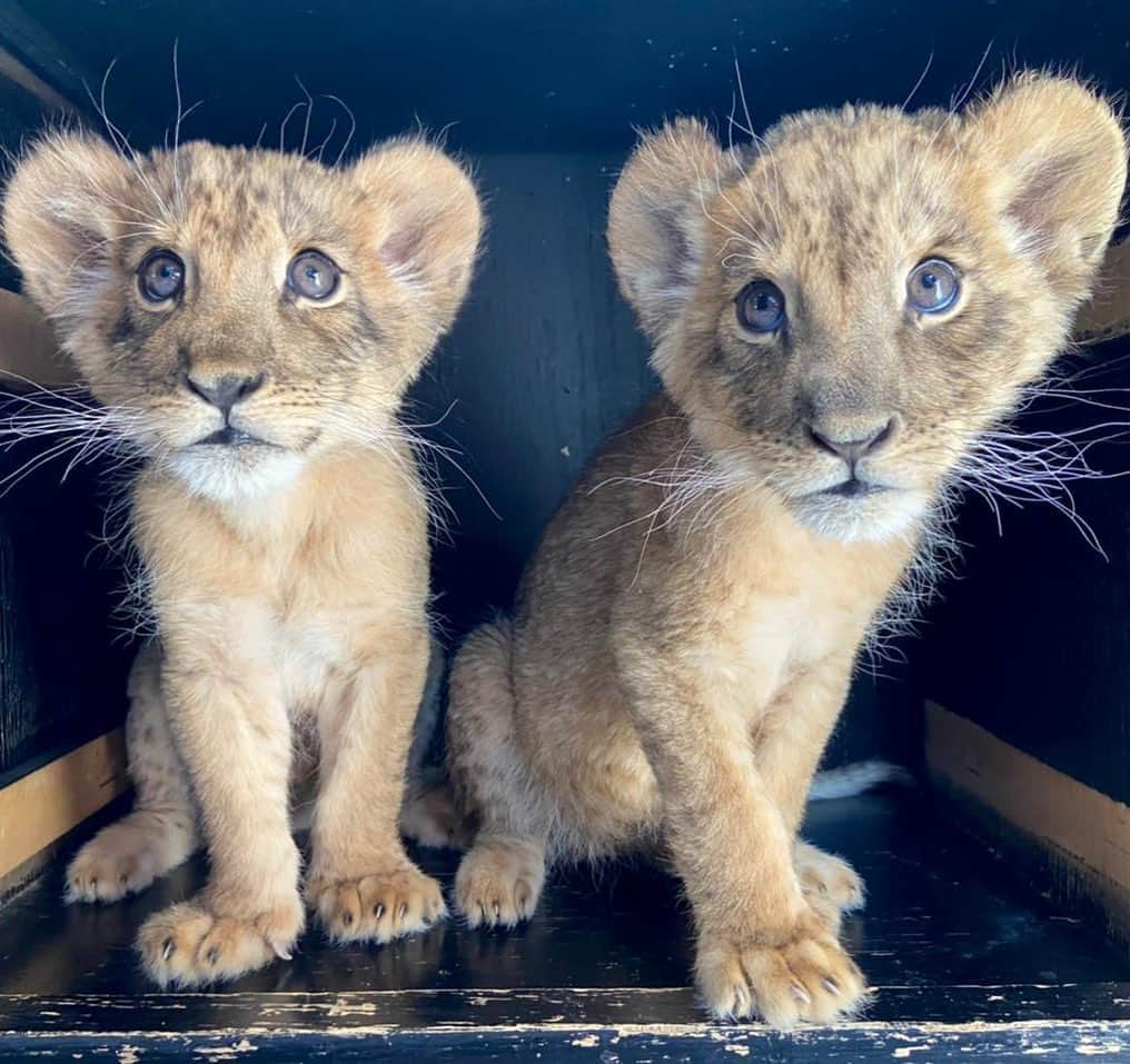 Black Jaguar-White Tiger さんのインスタグラム写真 - (Black Jaguar-White Tiger Instagram)「El Dorado & General Flynn :)  #AmericasPrideBJWT」2月19日 8時11分 - blackjaguarwhitetiger