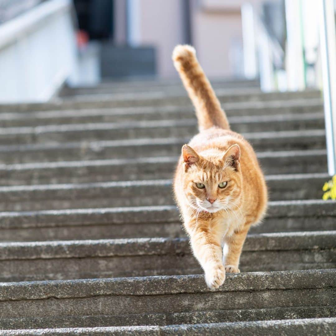 末吉 弦太のインスタグラム：「やっほー  #僕らの居場所は言わにゃいで ・ 外で暮らす動物たちの写真をインターネット上で公開する際は、虐待や遺棄を考えている人たちがあなたの発信した情報を悪用する可能性について考慮し、具体的な地名や位置情報などを伏せ、背景にも場所が特定できないようご配慮をお願い申し上げます。 ・ When you post the photo of stray cat, Please Don’t publish about location. If Abusers find your photo.They will come to hurt strays. Please save the life of animals !! ・ 为了在外生存的流浪猫和其它动物们能够平静的生活，请不要公开摄影的场所. ・ 길 고양이나 야외 생활을 하고 있는 동물들의 편안한 생활을 위해 촬영 장소는 공개하지 않도록 하겠습니다. ・ หากคุณถ่ายรูปแมวจรจัด กรุณาอย่าลงสถานที่ที่คุณได้ถ่ายพวกเค้าไว้ เนื่องจากอาจมีคนใจร้ายไปทำอันตรายต่อแมวได้ มาช่วยกันอนุรักษ์แมวกันนะครับ」