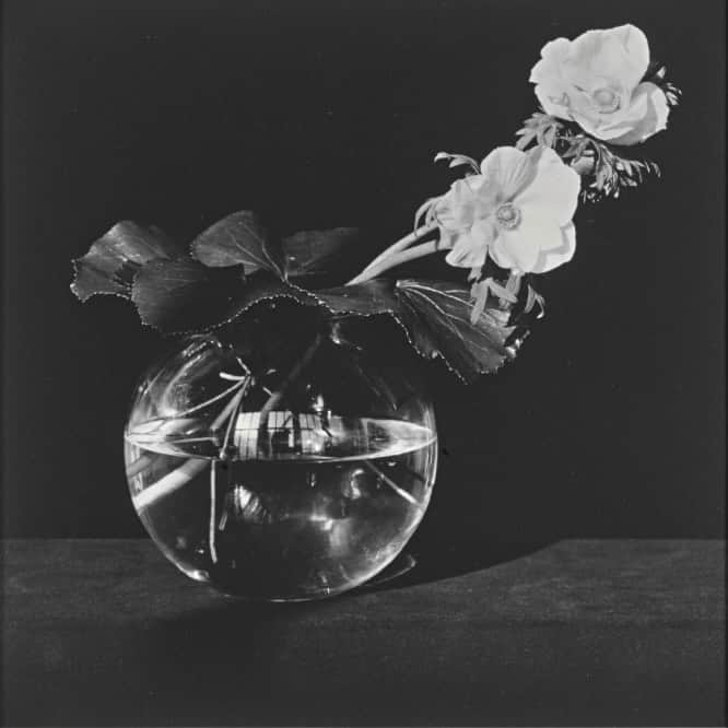 レベッカテイラーさんのインスタグラム写真 - (レベッカテイラーInstagram)「‘Anemone’ (1982) by Robert Mapplethorpe, via Pinterest. . . #RebeccaOnMyMind」2月19日 8時31分 - rebeccataylornyc