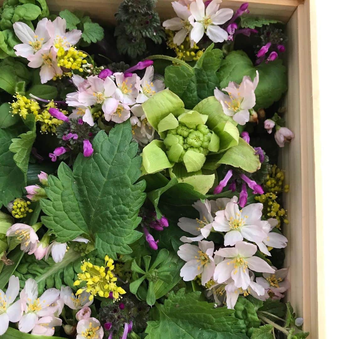 光野桃さんのインスタグラム写真 - (光野桃Instagram)「木箱に入った春。 桜、蕗の薹、菜の花、そして名も知らぬ小さな花々が夢のように詰まっています。 京都の美意識だなあ、とうっとり。 その名も「鴨川」 春の京都が懐かしいな。  #みたて #ありがとう」2月19日 8時40分 - mitsuno.momo