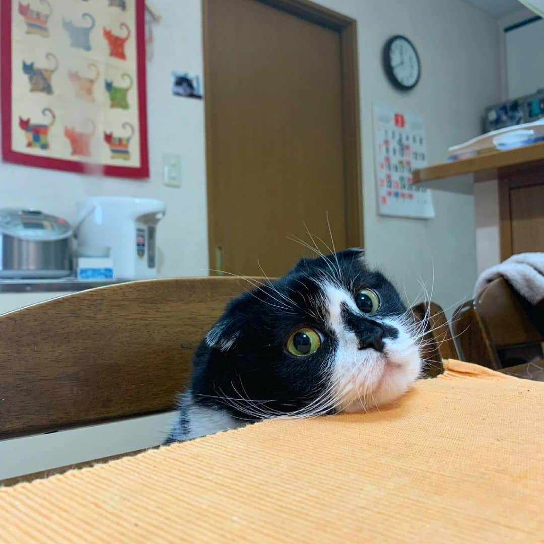 tiaichimaのインスタグラム：「Good morning!! ⛅️おはムーギー‼︎  物色  #牛柄組鼻まわり汚れ隊 #ムチムチッコ #ムーギー#MuuGieeboy#cat#neko#ねこ#neko#ネコ#スコティッシュフォー ルド#ScottishFold#まんじゅう部」