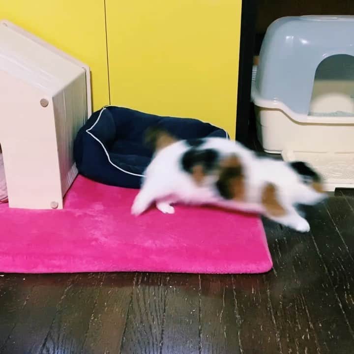 sancheloveのインスタグラム：「トイレを踏み外すうららさん。いつもはピョコンと上手に入るのにねー😂😅  #kitty#catstagram#catstagram_japan#petstagram#picneko#instacat#meow#catoftheday#catofworld#ilovemycat#funnycat#猫#ねこ#にゃんこ#みんねこ#にゃんだふるらいふ#ふわもこ部#PECOねこ部#ねこまみれ#ねこ休み展#munchkin#calico#scottishfold#マンチカン#ねこのいる暮らし Urara」