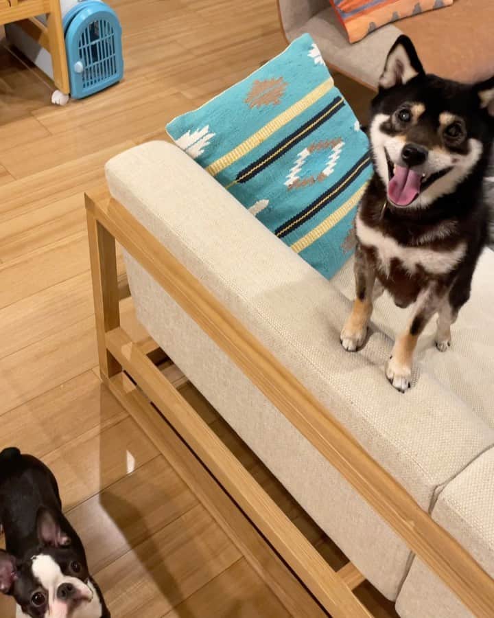 まめ丸のインスタグラム：「* * 柴距離なふたり🐶💓 #まめ丸とおちゃこ  * new friend🐶💓 * #おともだちのおうちの新入り #ボストンテリアの女の子 #身体能力すごくてタジタジな体力ないぼく🐶💦 * #柴犬#豆柴#柴#黒柴#犬#いぬのきもち#いぬのきもち部 #shiba#shibainu#shibastagram#shibadog#puppy#instadog#dogstagram#dog#instashiba#petstagram#pet#cutepetclub#강아지#멍스타그램#doglover#dogandbaby#babyanddog#bostonterrier#ボストンテリア」