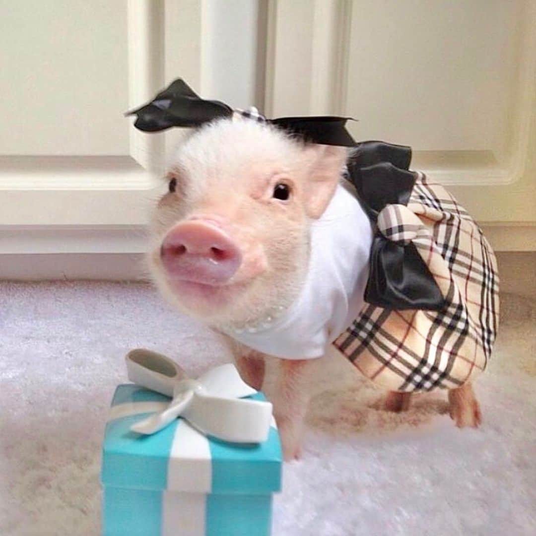 Priscilla and Poppletonさんのインスタグラム写真 - (Priscilla and PoppletonInstagram)「Whoever said diamonds are a girl’s best friend obviously never had a Pop (swipe to see)!🐷💎#tbt #babyprissy #littlepop #burberry #littlebluebox #PrissyandPop」2月19日 0時09分 - prissy_pig