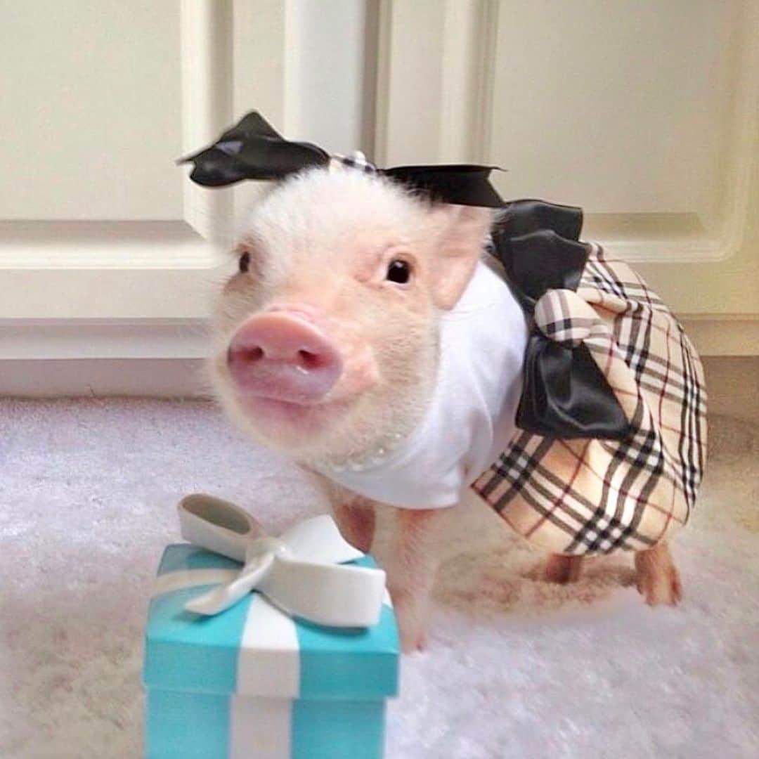 のインスタグラム：「Whoever said diamonds are a girl’s best friend obviously never had a Pop (swipe to see)!🐷💎#tbt #babyprissy #littlepop #burberry #littlebluebox #PrissyandPop」