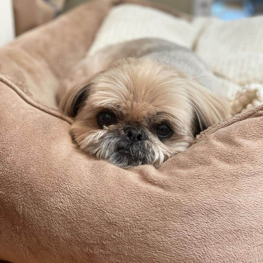 Dougie the Shih Tzuさんのインスタグラム写真 - (Dougie the Shih TzuInstagram)「We are thinking of you, Texas! 💔」2月19日 0時24分 - dailydougie