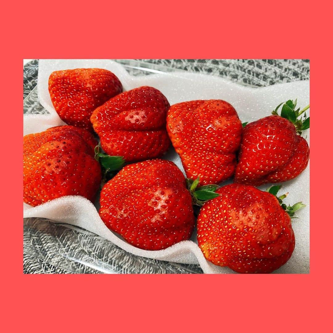 菅長愛子のインスタグラム：「🍓🍓🍓 いちごちゃん。  久しぶりに食べた。 気がついたら無くなってた。(秒で食べた🤫)  旬なものを食べるって幸せですね。  明日はお休みなので、 ゆっくり寝て、部屋の掃除して、買い物して、作り置きのおかず作ろう〜  皆さんも 暖かくしてお過ごし下さい😌🍵  #いちご #offday #旬 #フルーツ #食べるの好きな人と繋がりたい #いちご狩り行きたい #あまおう #果物」
