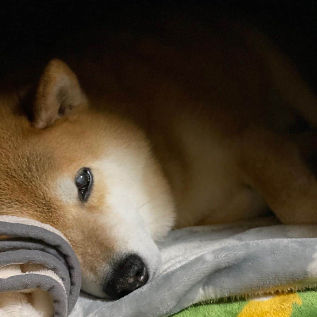 まる（まるたろう）のインスタグラム：「Good night!✨🐶💤✨今日はデーハーハウス！ #寒い夜は屋根付きがありがたい🙏 #囲まれてると安心するよね #覗き見禁止だよ」