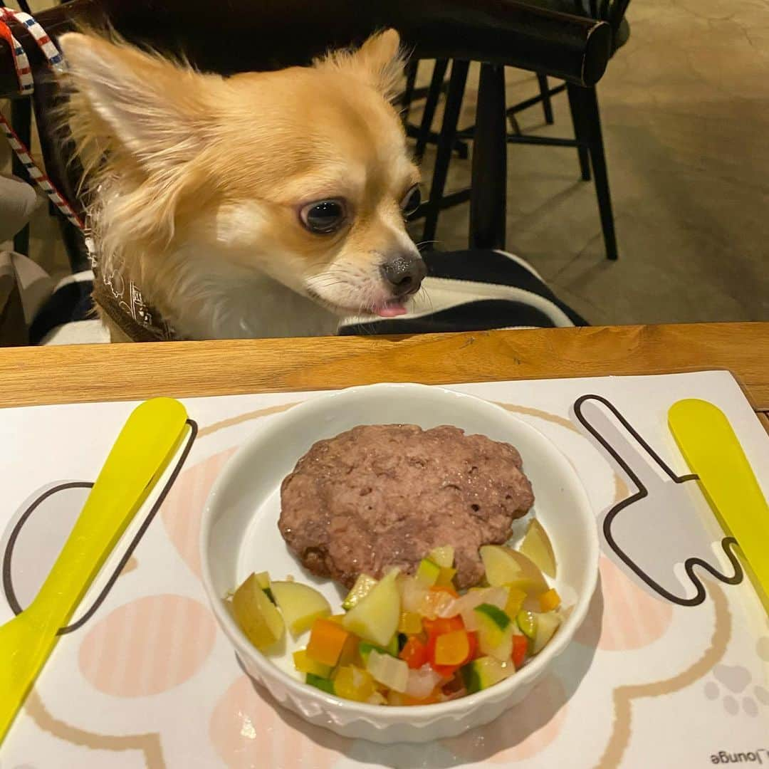 小泉留菜さんのインスタグラム写真 - (小泉留菜Instagram)「🐶 . . ちょびん初めての豪華なご飯！✨ 美味しすぎて目飛び出てた！！！😂笑 . . ベロ出てるのかわいい🤪💕 . . 大人のご飯まで美味しすぎて通いたい🤤💕 #ロングコートチワワ #チワワ #いぬすたぐらむ #いぬのいる暮らし #いぬ #いぬバカ部 #ドッグカフェ #犬ごはん  #11ヶ月baby #11ヶ月ベビー #生後11ヶ月　#赤ちゃんのいる生活 #赤ちゃんのいる暮らし #新米ママ #ママ #赤ちゃん #男の子ベビー #令和2年ベビー #男の子ママ　#ママスタグラム #ママデビュー　#ママリ #22歳ママ #べびすたぐらむ #成長記録 #成長日記 #baby #babyboy #mama」2月19日 0時32分 - runa_tyobin