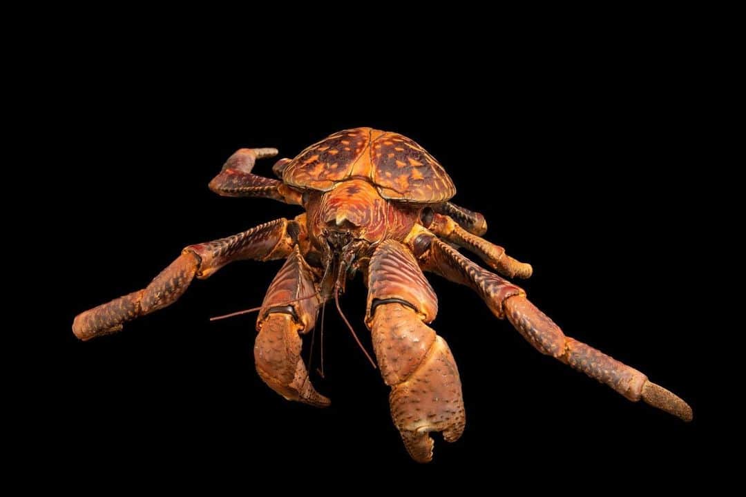 Joel Sartoreさんのインスタグラム写真 - (Joel SartoreInstagram)「Meet the coconut crab - the largest land-living arthropod in the world. These mega-sized hermit crabs can weigh up to nine pounds and grow to over three feet in length (measuring from the tip of one leg to another). While juveniles of this species rely on empty gastropod shells for protection, adults like this one do not, thanks to the development of a tough exoskeleton on their abdomens. This species of crab may also display different coloration depending on which island it calls home. Photo taken in Jakarta, Indonesia. #crab #hermitcrab #coconutcrab #giant #megasized #PhotoArk #savetogether」2月19日 0時25分 - joelsartore