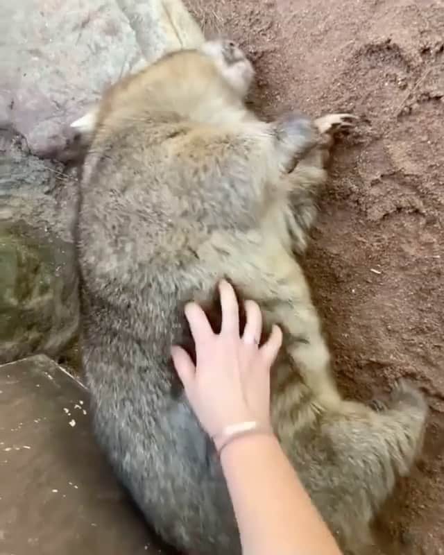 animalsのインスタグラム：「Ringo the Wombat loving his belly rub 😍 TAG someone who needs to see this 🇦🇺 Video by @reneehowell18」