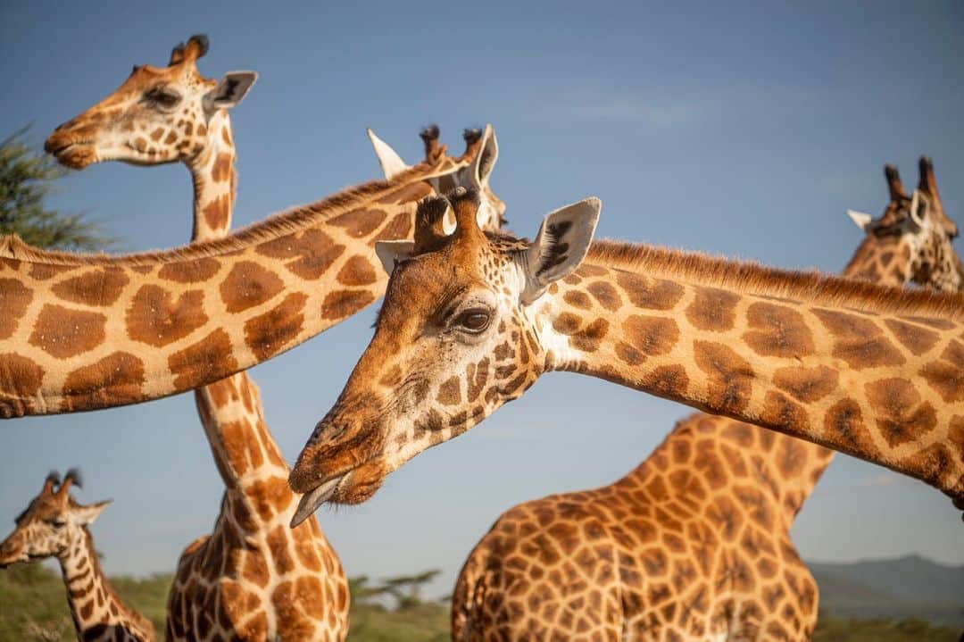 ナショナルジオグラフィックのインスタグラム