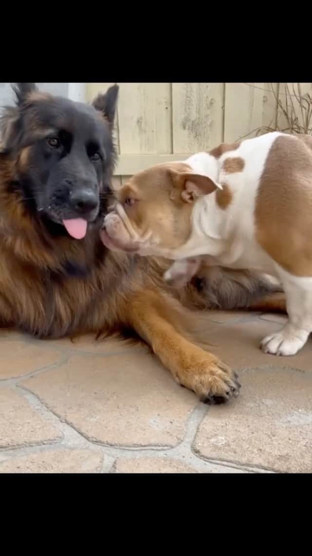 DogsOf Instagramのインスタグラム：「“There is always that one who wants more affection than the other...” — @absolute_kaos1   Which one are you in the relationship?   #dogsofinstagram #gsdofinstagram #bulldogsofinstagram」