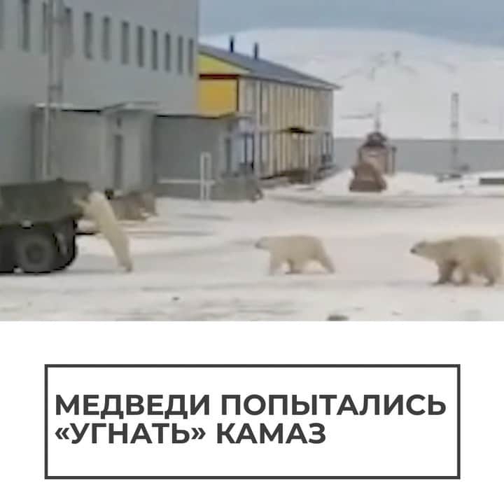 RIAノーボスチのインスタグラム：「Ничего особенного, просто обычный день в Якутии. Белые мишки там настолько суровы, что могут "отжать" даже грузовик.」