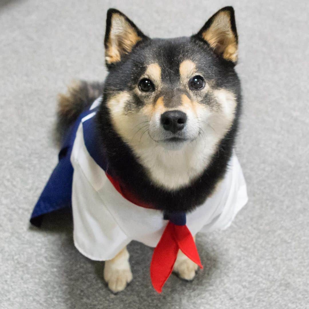 吾子のインスタグラム：「・ ・ 皆わん受験勉強がんばってね🐶💕 ・ 女シーバ高校生🐶✨ ・ ・ ・ ・ ・ ・ #セーラー服 #ちゃんと睡眠取ろうねー #Sapporo ・ 北海道の柴犬 #柴北会 の皆ワン🐶💕早くみんなで安心してお散歩ができますように🐶👍🏻💕 ・ #adorable #instadog#shibainu#dog#instagramjapan#instashiba#kuroshiba #kuroshiba#socute #cutedog#いぬのきもち #黒柴 #dogstagram_japan」