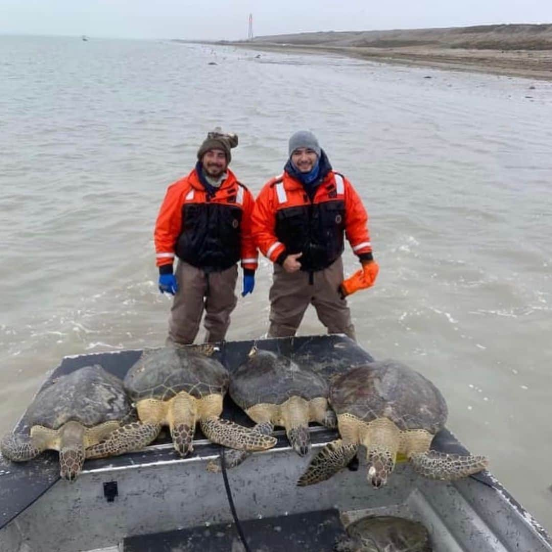 レオナルド・ディカプリオさんのインスタグラム写真 - (レオナルド・ディカプリオInstagram)「From @texasparkswildlife:  Sea turtle rescue! Our game wardens and biologists rescued these sea turtles that were stunned by the frigid weather and unable to swim. . The sea turtles are taken to rehabilitation facilities to recover and then will be released back into the wild when the weather warms up. . Why not let nature take its course? Sea turtles are a threatened species. Also, deep channels created by humans for boating and shipping may entice sea turtles to venture deeper into the bays and further away from the safety of the Gulf. . #TexasWildlife #seaturtles」2月19日 0時55分 - leonardodicaprio