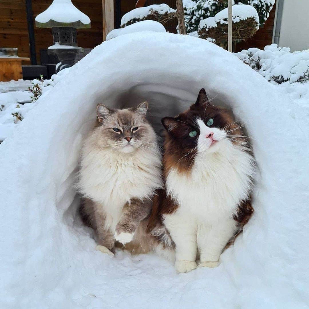 Aww Clubさんのインスタグラム写真 - (Aww ClubInstagram)「What do you call a cat that lives in an igloo? An ESKI-MEW!  📷@timo_the_ragdoll_cat  #meowed #timotheragdollcat #Mika #Toby #Ragdoll #eskimeow」2月19日 1時00分 - meowed