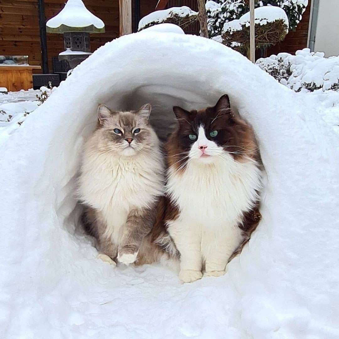 Aww Clubさんのインスタグラム写真 - (Aww ClubInstagram)「What do you call a cat that lives in an igloo? An ESKI-MEW!  📷@timo_the_ragdoll_cat  #meowed #timotheragdollcat #Mika #Toby #Ragdoll #eskimeow」2月19日 1時00分 - meowed