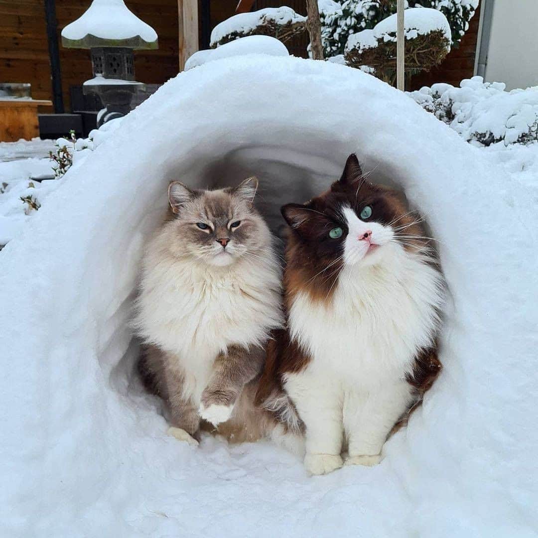 のインスタグラム：「What do you call a cat that lives in an igloo? An ESKI-MEW!  📷@timo_the_ragdoll_cat  #meowed #timotheragdollcat #Mika #Toby #Ragdoll #eskimeow」