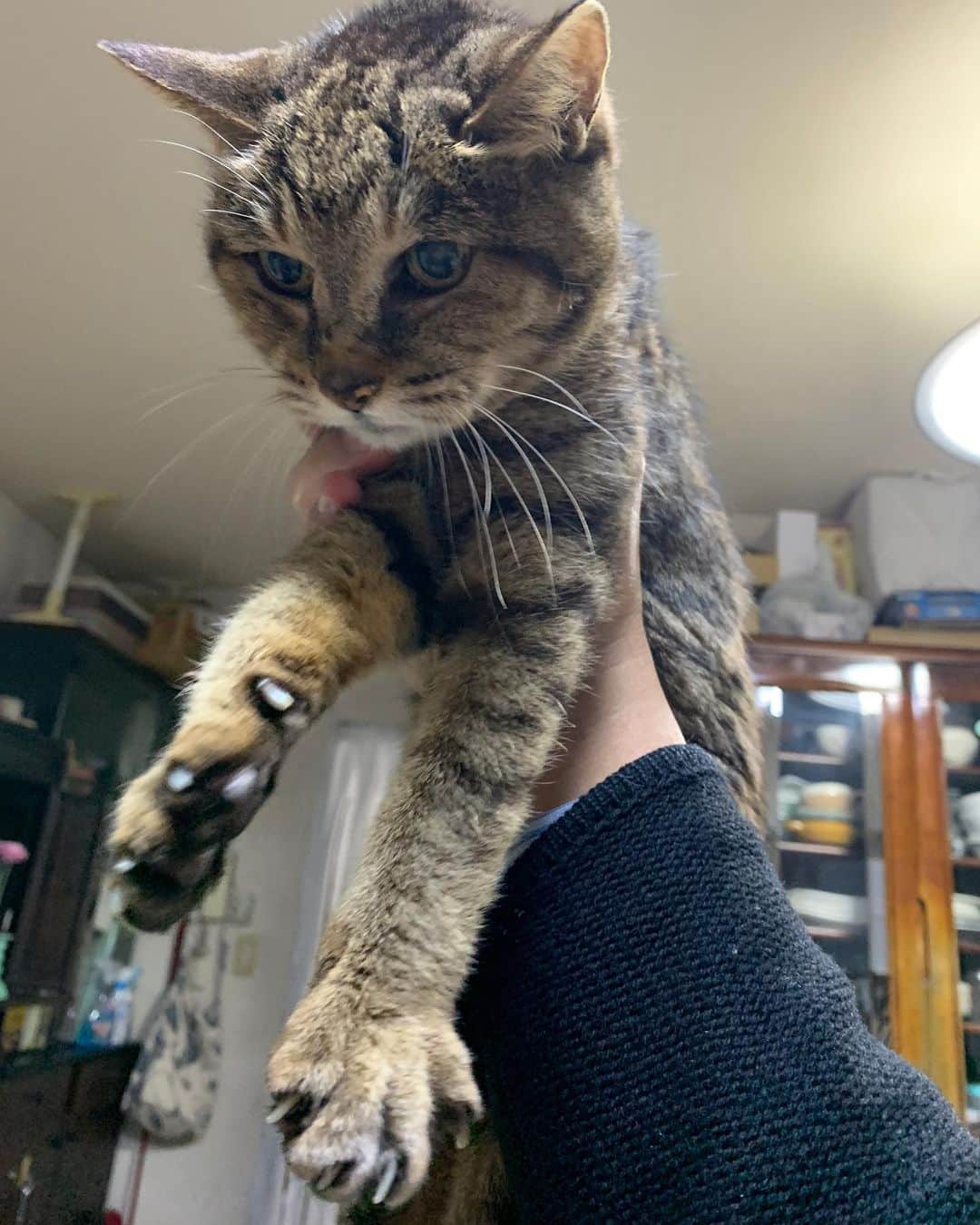 Kachimo Yoshimatsuのインスタグラム：「ココちゃん軽いな〜。仔猫みたいだ。 #うちの猫ら #cocoa #猫 #ねこ #cat #ネコ #catstagram #ネコ部 http://kachimo.exblog.jp」