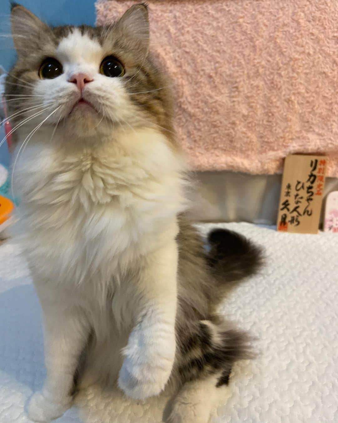 マンチカンのココ王子さんのインスタグラム写真 - (マンチカンのココ王子Instagram)「Good night🌟」2月19日 2時00分 - cocolog_cat