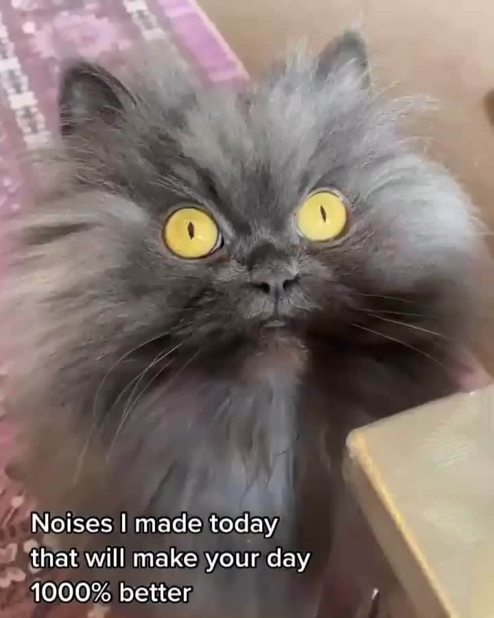 Cats of Instagramのインスタグラム：「From @thatcatbobbie: "Have a pawesome day you guys! 🥰" #catsofinstagram」