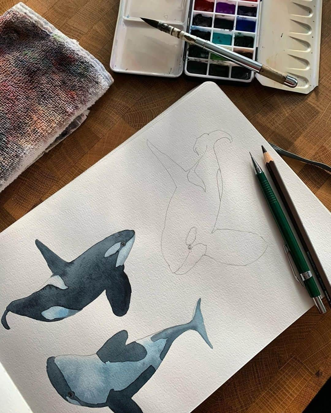 Pentel Canadaのインスタグラム：「Orca sketch by Vancouver-based artist @iandehoogart⁠ We can see the playful joy and songs of orcas from the beauty✨⁠ You should check IGTV live by him every Friday!⁠ ⁠ 📷 Created by: @iandehoogart⁠ 🖊 Product: P200⁠ 👉Follow and tag @pentelcanada for a chance to be featured⁠!⁠ ⁠ ⁠ #canadianartists #canadianartist #canadianart #pentel #pentelcanada #artistoninstagram #worldofartists #art_spotlight #orca #drawing #sketch #scketching #sketchaday #scketchbook #pencils #pencil #pencilart #mechanicalpencil #watercolorpainting #watercolorart」