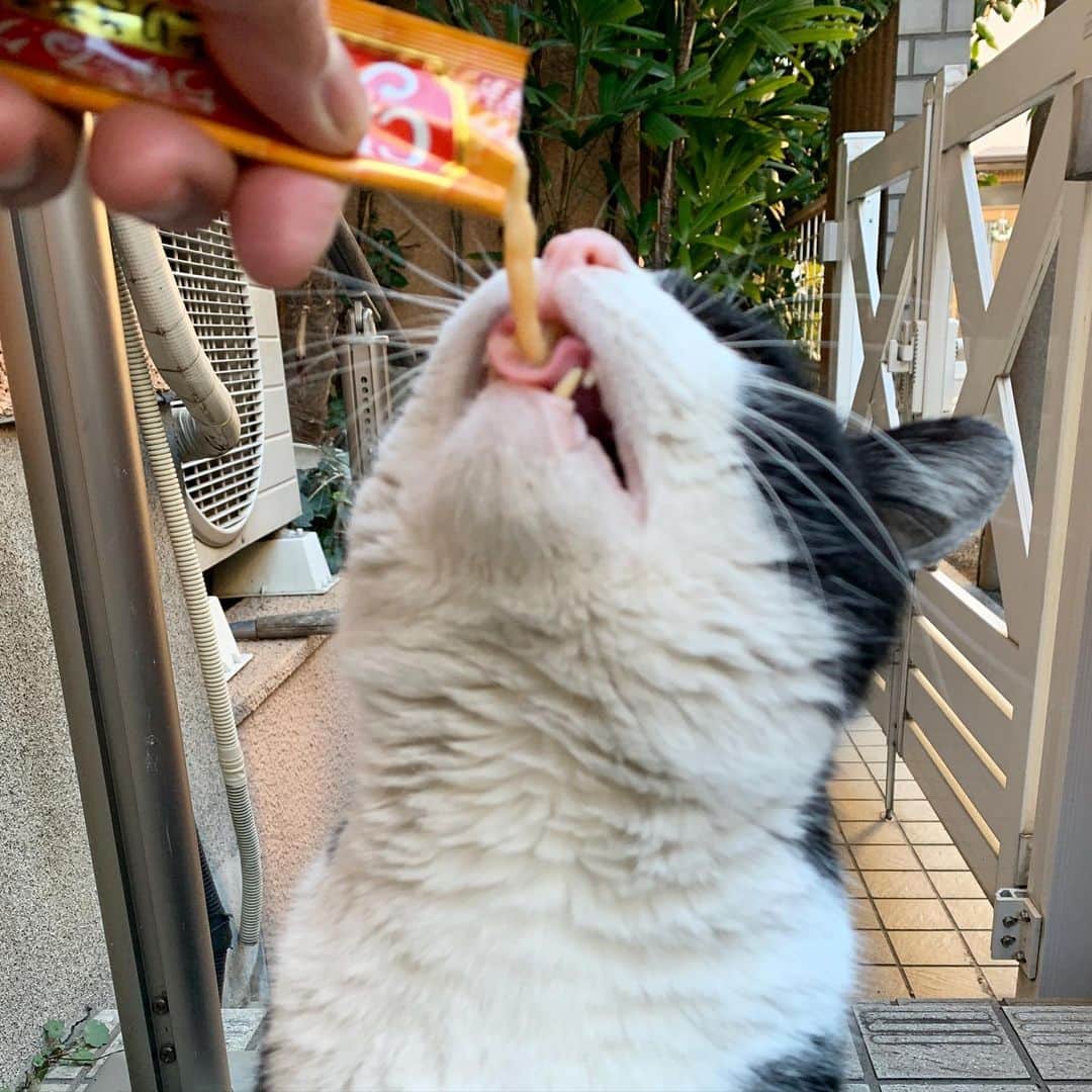 Kachimo Yoshimatsuのインスタグラム：「ねえ、ドバドバっと流しこんで〜！ #うちの猫ら #猫 #ねこ #cat #ネコ #catstagram #ikasumi #ネコ部 http://kachimo.exblog.jp」