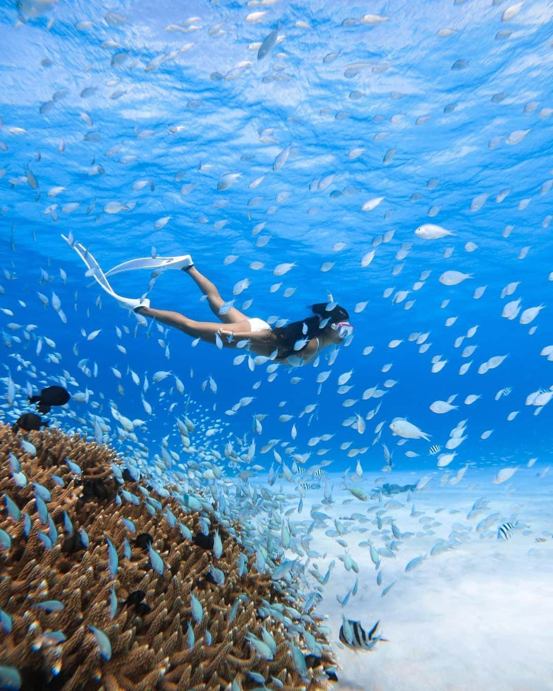 goproさんのインスタグラム写真 - (goproInstagram)「Photo of the Day: Water clearer than our eyesight 💎 #GoProFamily member @smile_pii + #GoProHERO9 Black with the Handler Floating Grip.  @goprojp #GoProJP #GoPro #FreeDiving #MoreEverything #Reef」2月19日 2時03分 - gopro