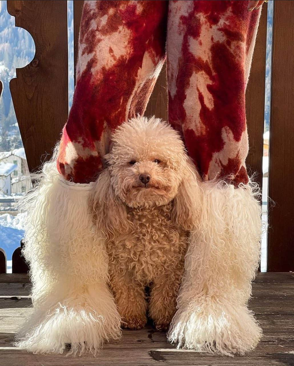 Blonde Saladさんのインスタグラム写真 - (Blonde SaladInstagram)「when they say matchy matchy 🐩 #theblondesalad #annacarlaesimonanoface #mood #mountains pic by @annacarlaesimona」2月19日 2時11分 - theblondesalad