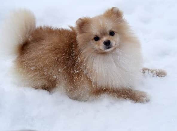 Puppy For Sale.さんのインスタグラム写真 - (Puppy For Sale.Instagram)「Замечательный подробленный мальчик померанского шпица  кремового окраса🥰 ⠀ Прекрасный характер: весёлый, игривый🔥 ⠀ Сделаны первые прививки и в ближайшее время щенок готов переехать в новый дом❤️ ⠀ ___ ⠀ Следите за нашими обновлениями и подписывайтесь👇 @artsimpatiya ⠀  #pomeranianparis #pomeranianfrance #pomeranianholland #pomeranianamsterdam #pomeranianuk #pomeranianlondon #pompuppy #mypomeranian #sweetpomeranian #pomeranianpuppy #pomeranianpuppies #pomeranianforsale #pom #pomeranianspitz #pomeranian_moments」2月19日 2時14分 - artsimpatiya