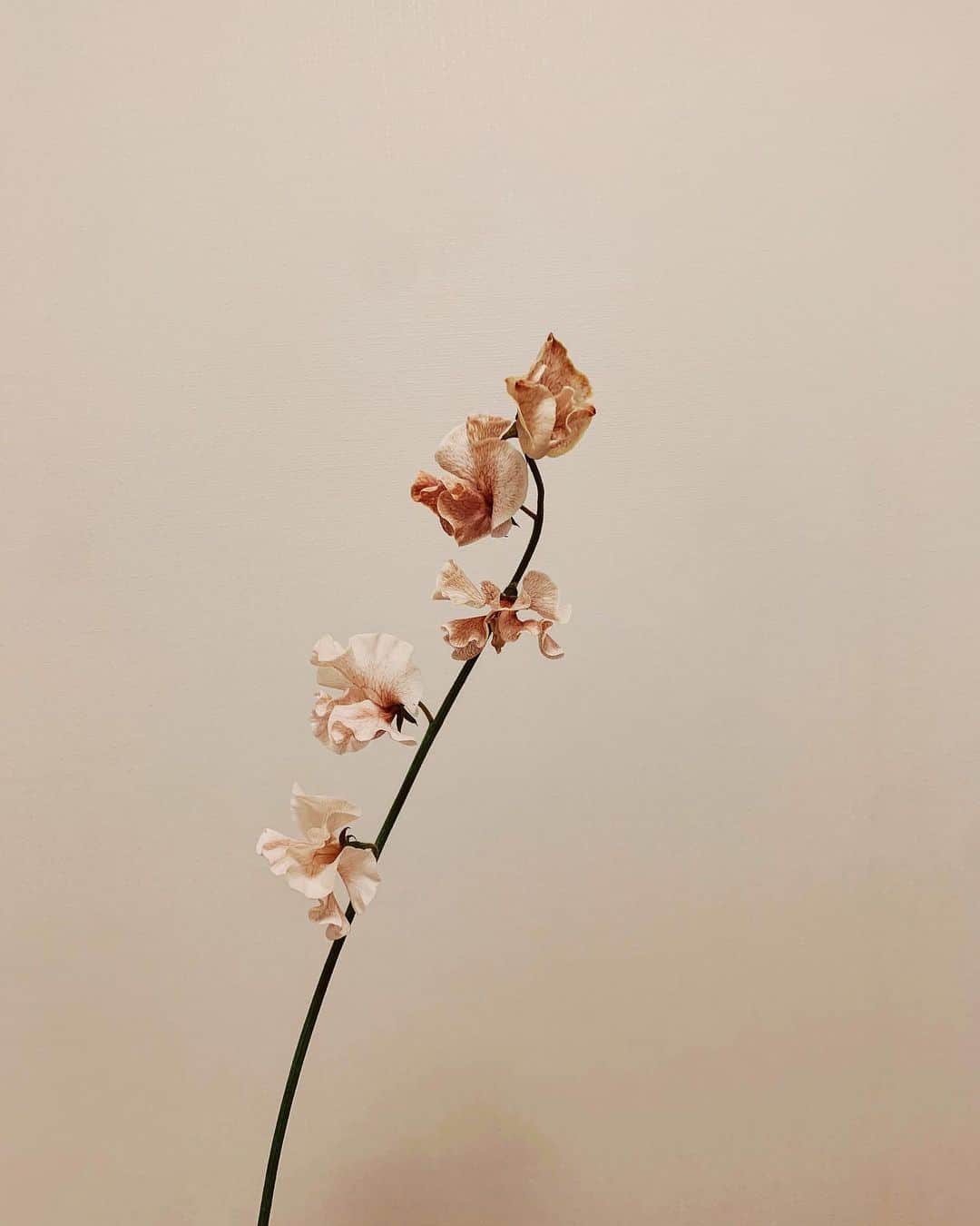のインスタグラム：「🌼」