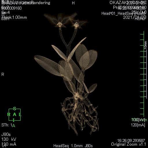 東信のインスタグラム：「CT  Flowers #amkk #amkkproject #makotoazuma #azumamakoto #東信花樹研究所 #東信 #jardinsdesfleurs #shiinokishunsuke #flowerart #flower #flowers #ctscan」
