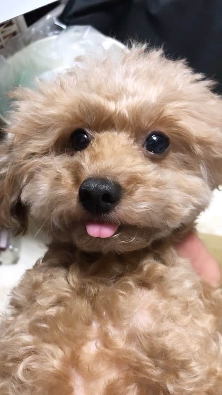 稲森美優のインスタグラム：「ずっとベロ出てる😂  #トイプードル #toypoodle #dog #愛犬 #といぷーどる #トイプー #犬オタク #犬の家族 #犬バカ部 #バラエティ」
