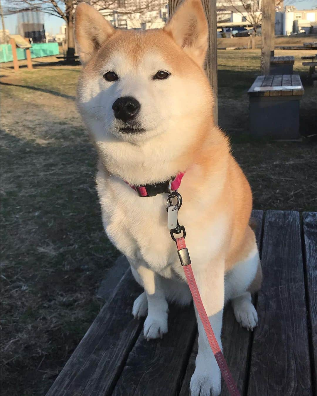 柴犬のモモさんのインスタグラム写真 - (柴犬のモモInstagram)「おはようございます。今朝も可愛い可愛いモモさん #いぬ #イヌ #犬 #柴犬 #赤柴 #日本犬 #犬バカ部 #ふわもこ部 #いぬら部 #癒しわんこ #柴犬マニア #犬のいる暮らし #口角キュキュッと部 #shiba #shibainu #shibadog #dogstagram #dogsofinstagram #shibastagram #shibasofinstagram #shibamania #inu #instadog #toyota_dog」2月19日 9時00分 - shi_ba_i_nu_momo