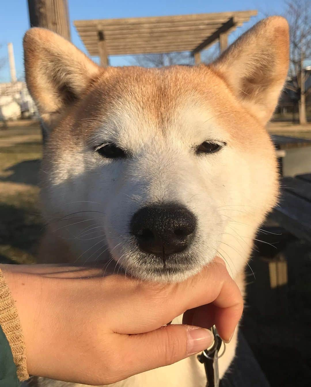 柴犬のモモさんのインスタグラム写真 - (柴犬のモモInstagram)「おはようございます。今朝も可愛い可愛いモモさん #いぬ #イヌ #犬 #柴犬 #赤柴 #日本犬 #犬バカ部 #ふわもこ部 #いぬら部 #癒しわんこ #柴犬マニア #犬のいる暮らし #口角キュキュッと部 #shiba #shibainu #shibadog #dogstagram #dogsofinstagram #shibastagram #shibasofinstagram #shibamania #inu #instadog #toyota_dog」2月19日 9時00分 - shi_ba_i_nu_momo